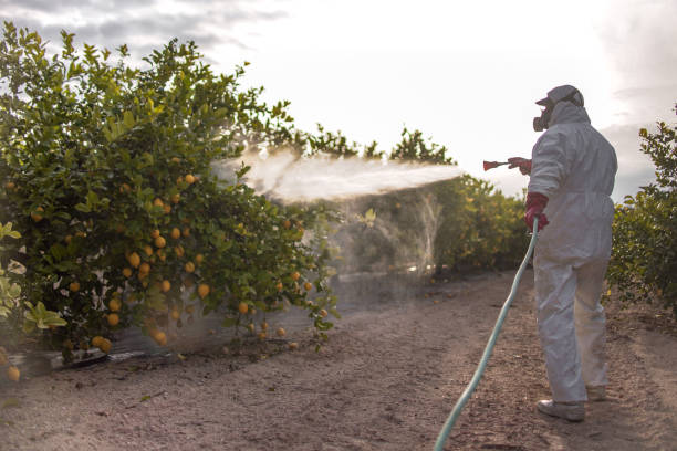 Best Affordable Pest Control Services  in Amargosa Valley, NV