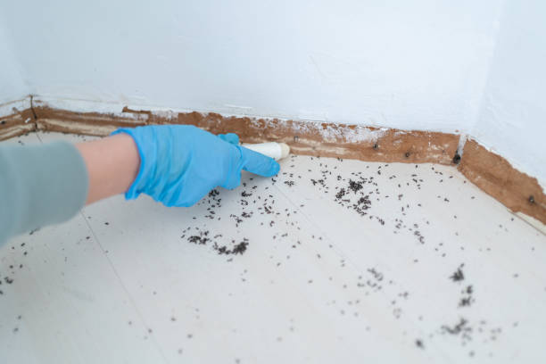 Best Local Pest Control Services  in Amargosa Valley, NV